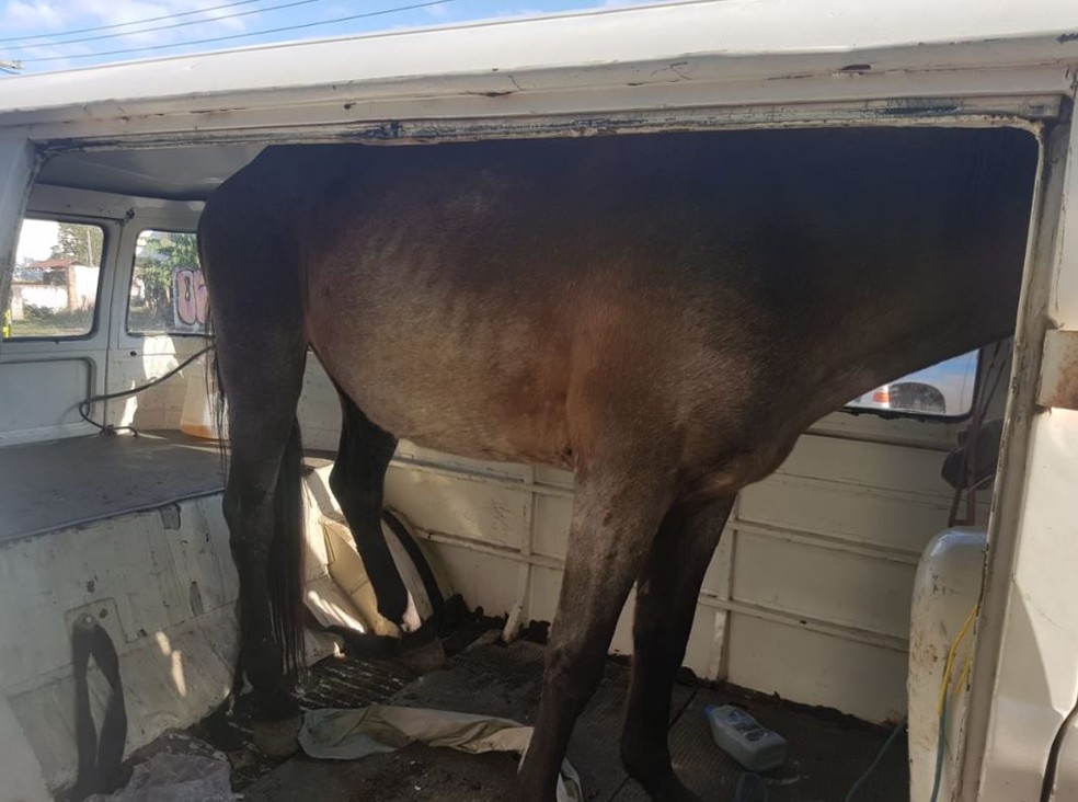 Animal estava dentro de kombi, com duas pessoas e uma crianÃ§a. Transporte de animais sÃ³ pode ser feito em veÃ­culo apropriado, diz EPTC  (Foto: DivulgaÃ§Ã£o/EPTC)