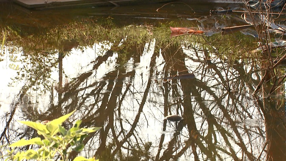 Canteiro central da Avenida M39 está com água parada em Rio Claro (Foto: Reprodução/EPTV)