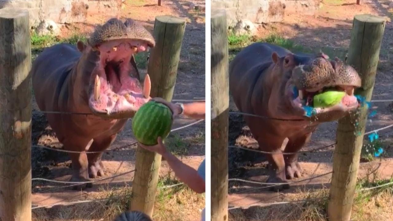 O hipopótamo Tank foi o protagonista da revelação ao mastigar a melancia com a gelatina colorida (Foto: Reprodução/YouTube)