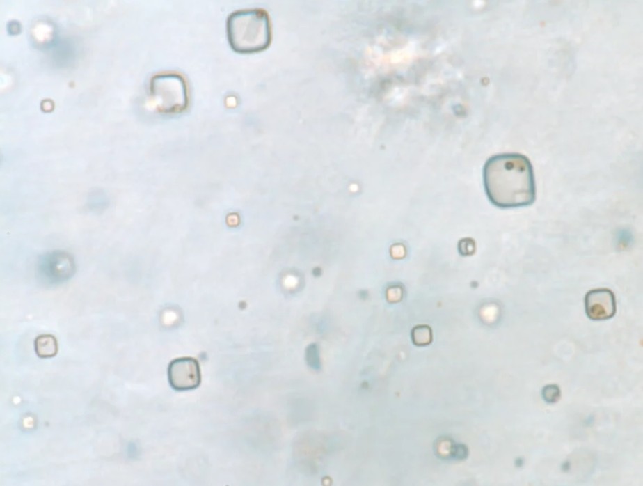 microorganismos cristal de sal