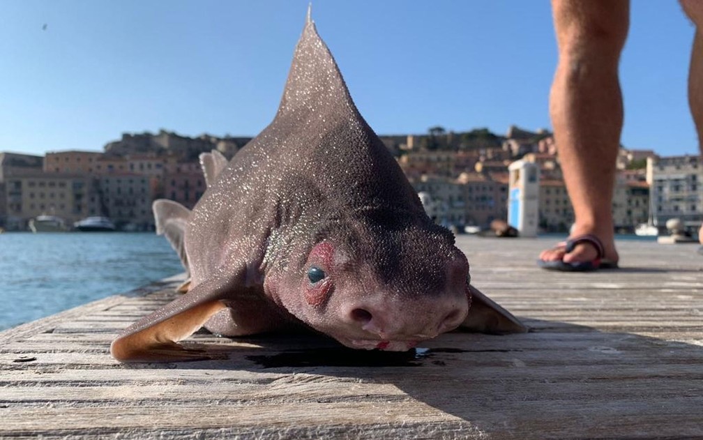 Tubarão com &#39;cara de porco&#39; é encontrado no Mar Mediterrâneo | Mundo | G1