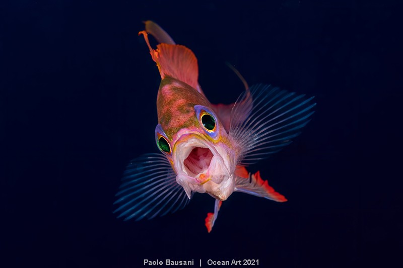 Na categoria Portrait venceu a foto que mostra um peixe de boca aberta, revelando as brânquias internas (Foto: Paolo Bausani)