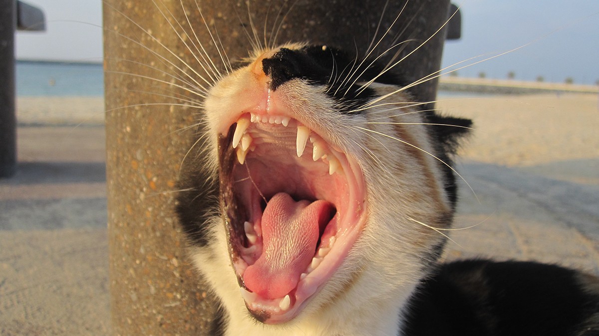 As cerdas presentes na língua dos gatos são chamadas de papilas filiformes e compostas por queratina (Foto: Unsplash/ Shlok Wadhwana/ CreativeCommons)