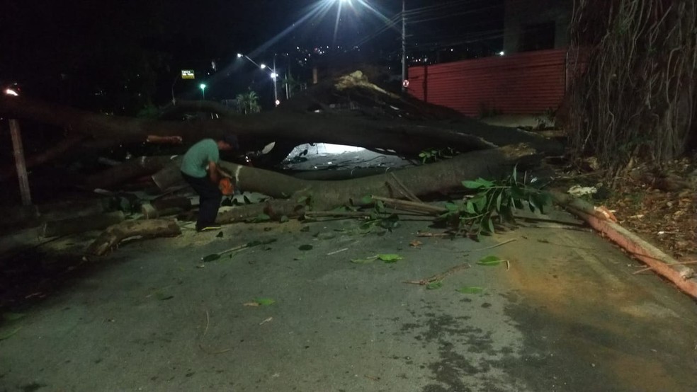 Tronco de árvore cai na avenida Dom Pedro I e bloqueia parte de rotatória em Taubaté — Foto: Divulgação/ Prefeitura de Taubaté