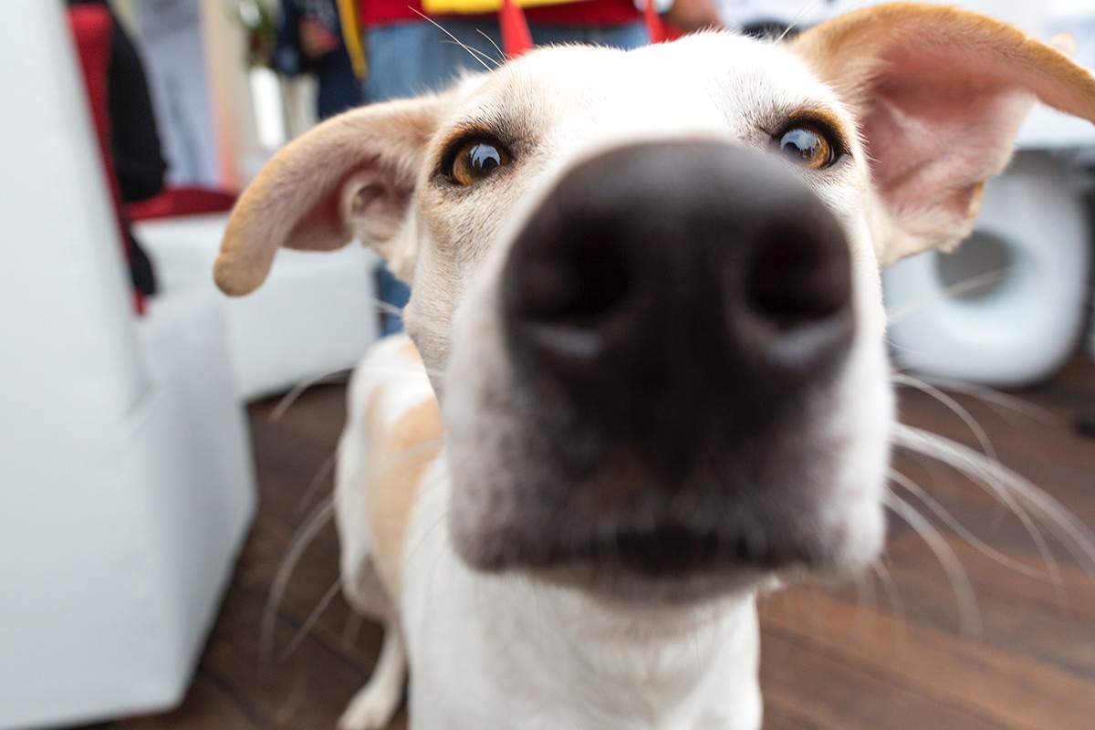 Pesquisadores da área de psicologia e comportamento animal defendem que os cães conseguem se autoreconhecer através do odor, já que o seu olfato é aguçado (Foto: Unsplash/ Agatha/ CreativeCommons)