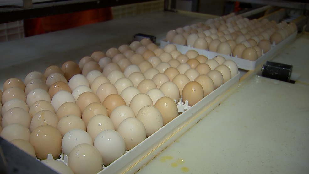 Estes ovos contêm proteínas produzidas a um décimo do custo das fabricadas por empresas farmacêuticas — Foto: Reprodução/TV TEM