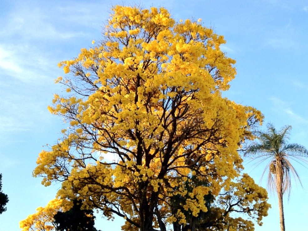 Ipê Amarelo floresce em Campo Grande (Foto: Felipe Bastos / G1MS)