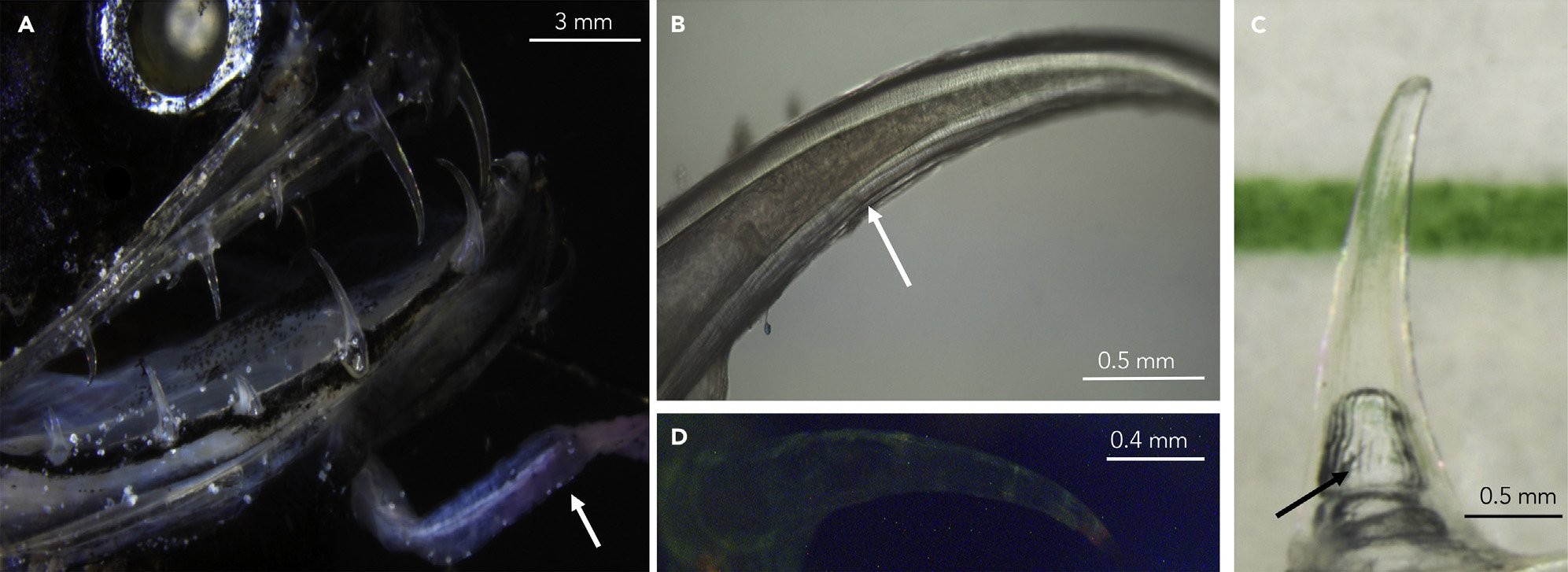 Cabeça de um peixe-dragão (a), dentes debaixo d'água (b, c), e sob fluorescência (d). (Foto: Velasco-Hogan et al., Matter, 2019)