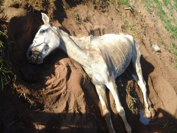 Cavalo se enforca com corda e é resgatado por moradores em SP