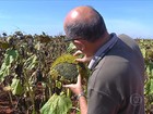 Excesso de umidade dificulta a colheita do girassol em MT