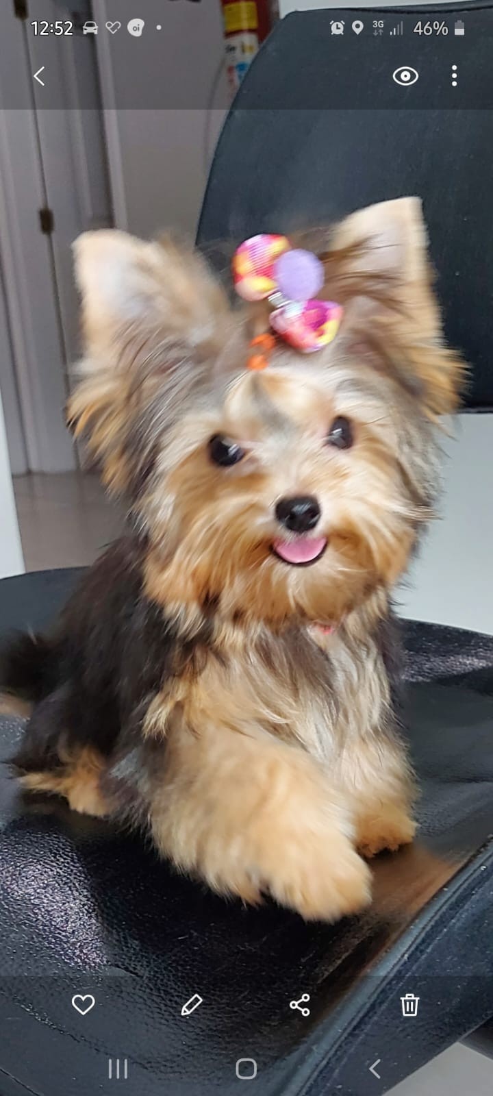 É O BICHO: JAM 1 reúne fotos animais de estimação