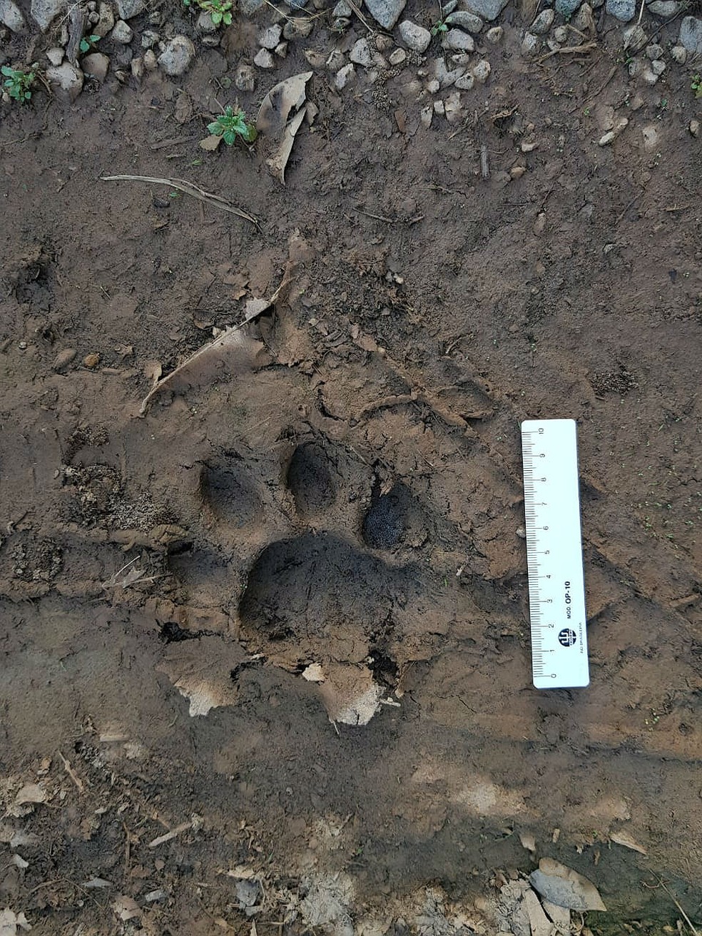 Pegadas da onça-pintada foram identificadas pela equipe de monitoramento no Jardim Botânico da UFJF — Foto: UFJF/Divulgação