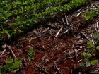 Produtores de soja de Mato Grosso reclamam da qualidade das sementes