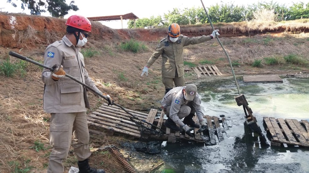 Cerca de 50 cágados que estavam presos em uma lagoa de lama com resíduos de um laticínio em Lucas do Rio Verde — Foto: Corpo de Bombeiros de Mato Grosso