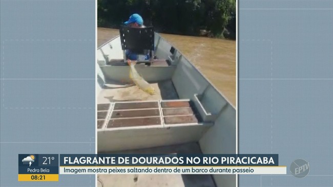 Morador registra peixes saltando em barco no Rio Piracicaba