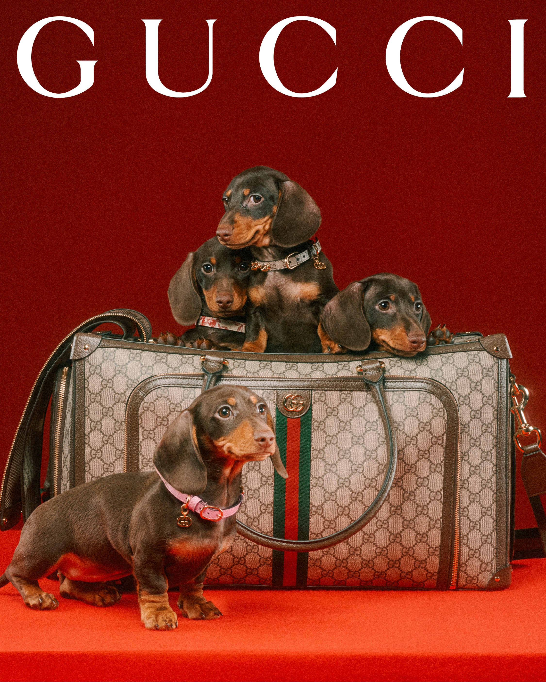 Coleira com Guia para Cães Louis Vuitton - Grandes Grifes