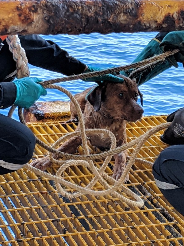Cão é resgatado no mar a 220 km da costa da Tailândia | Fórum Outer ...