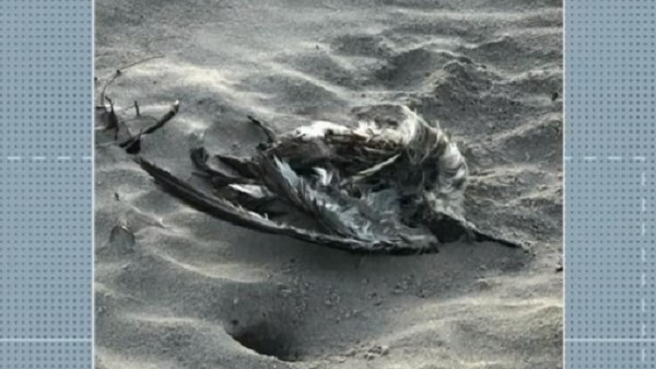 Primeiras amostras de aves achadas mortas no litoral do RN têm resultado negativo para gripe aviária