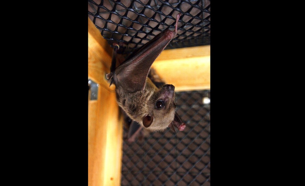 Morcego de cabeça para baixo em jaula de laboratório — Foto: Bob Child/AP
