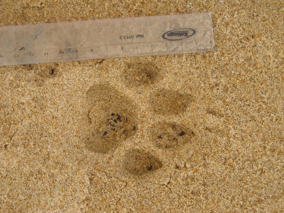 Pegada do animal foi encontrada no parque, e equipe instalou câmeras noturnas para tentar flagrá-lo (Foto: Divulgação/Sema)