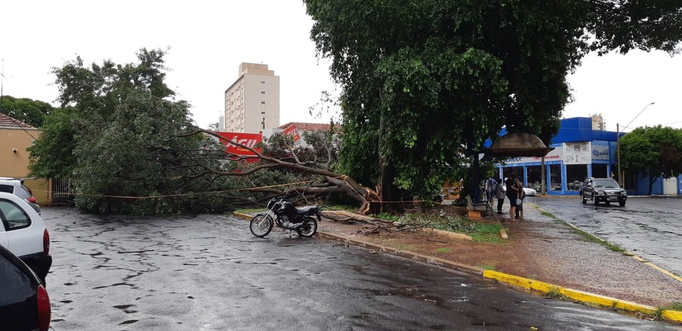 Árvore estava plantada na Praça São Joaquim em Araçatuba  — Foto: Thiago Vasconcelos/TV TEM 