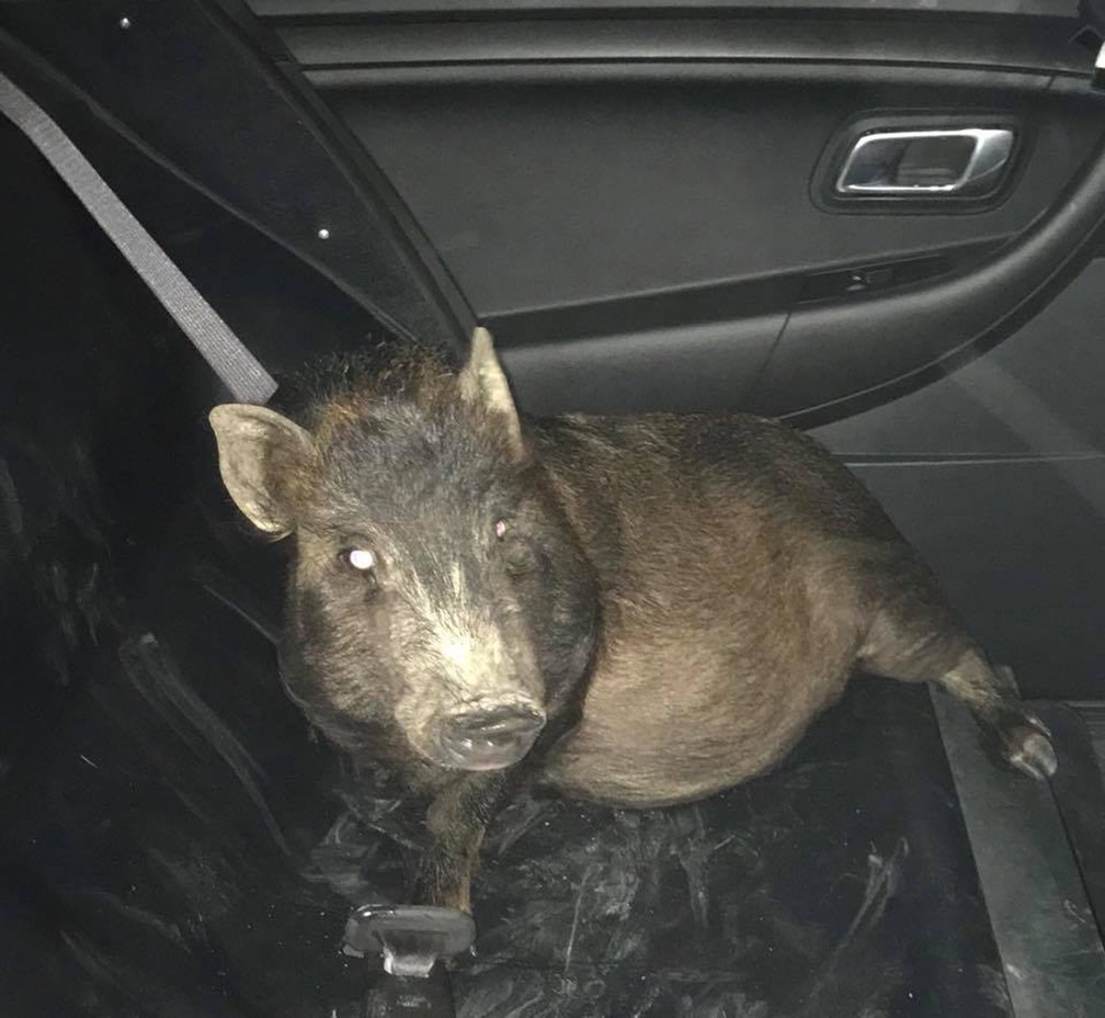 Porco foi levado ao canil municipal dentro de viatura (Foto: North Ridgeville Police Department/Facebook)