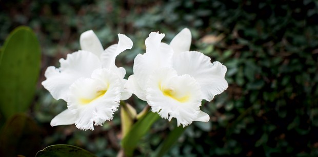 orquideas (Foto: Casa e Jardim)