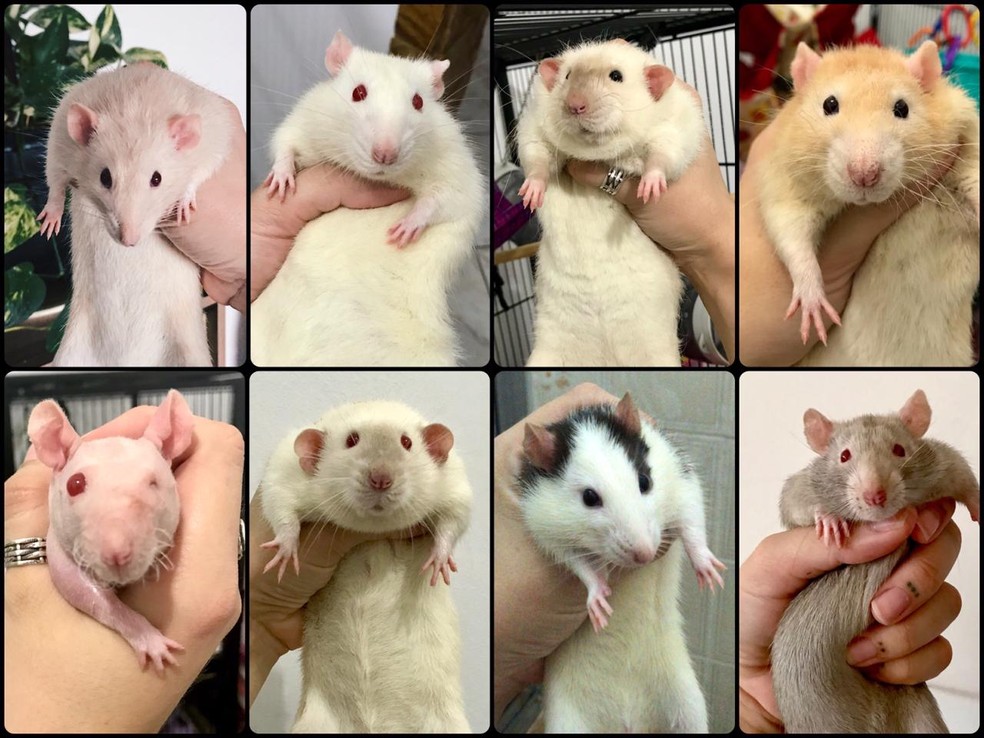 De cima para baixo e da esquerda para direita, as oito ratazanas de Ana: Darwin, Dexter, Tesla, Link, Ganon, Marx, Pablo e Kieran. â Foto: Arquivo pessoal 