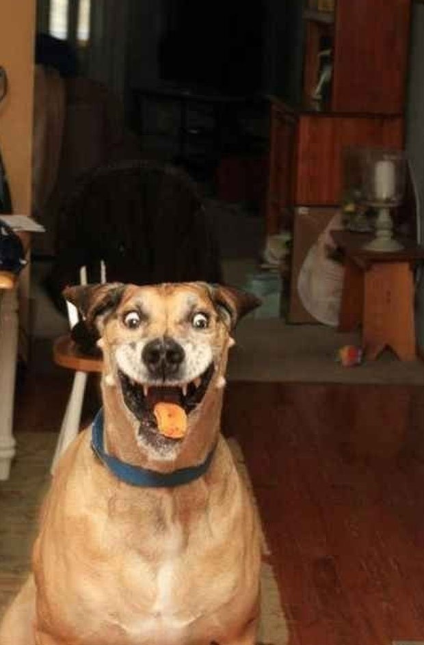 Cão em êxtase com bolacha na boca fez sucesso nas redes sociais (Foto: Reprodução/Reddit/Fugololo)