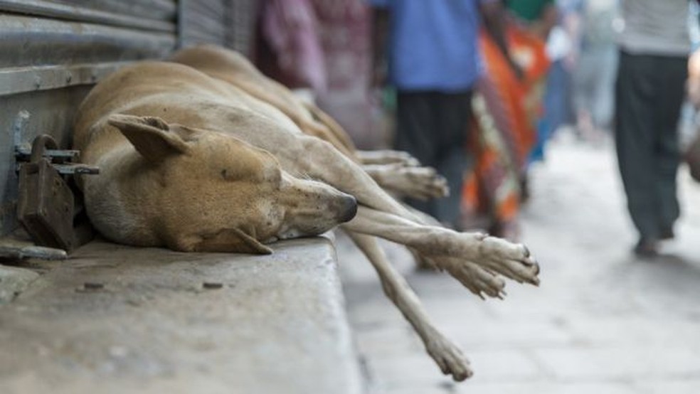 Uma combinação entre fatores genéticos e experiências de vida explica comportamento de cães em relação aos humanos, afirmam pesquisadores — Foto: Getty Images/BBC