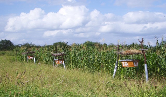 Olhando de longe, as colmeias mal se parecem com cercas, contribuindo também com a redução da poluição visual do ambiente  (Foto: Divulgação)