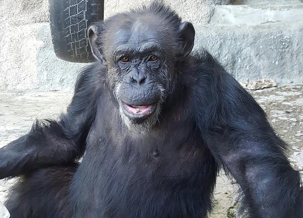 Cecília estava em zoológico da Argentina (Foto: Divulgação/GAP Brasil)