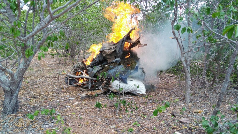 Pés de maconha foram queimados em ação da Polícia Federal, em Pernambuco (Foto: PF/Divulgação)