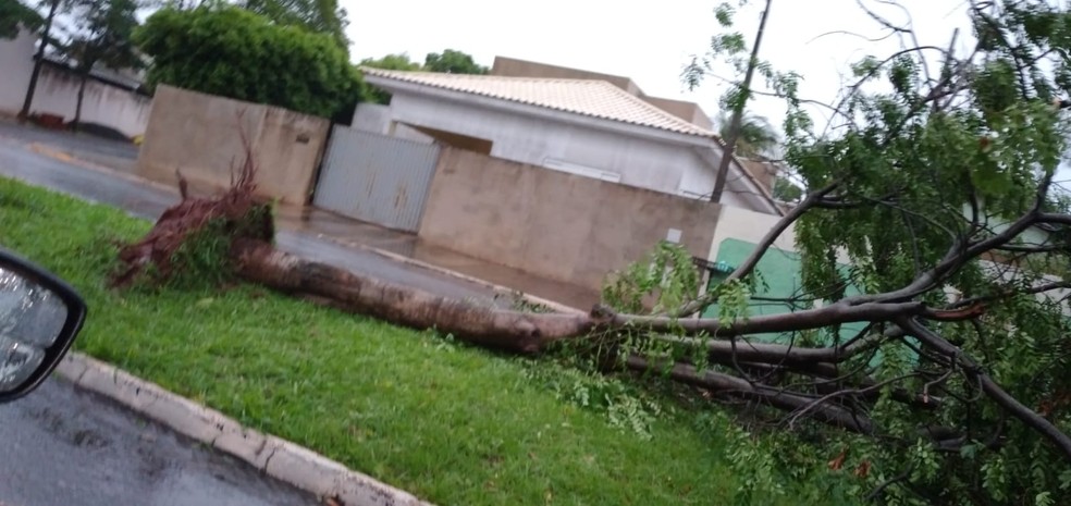 Ventos fortes derrubaram árvores em Rosana — Foto: Valter Rafael Barbosa 