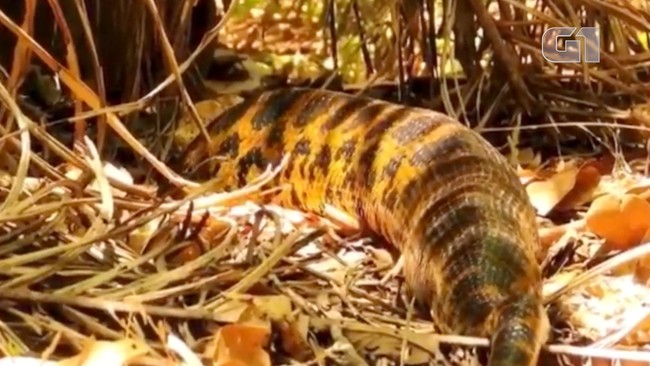 Pesquisadora encontra sucuri gigante ao monitorar ninho de arara azul em MS