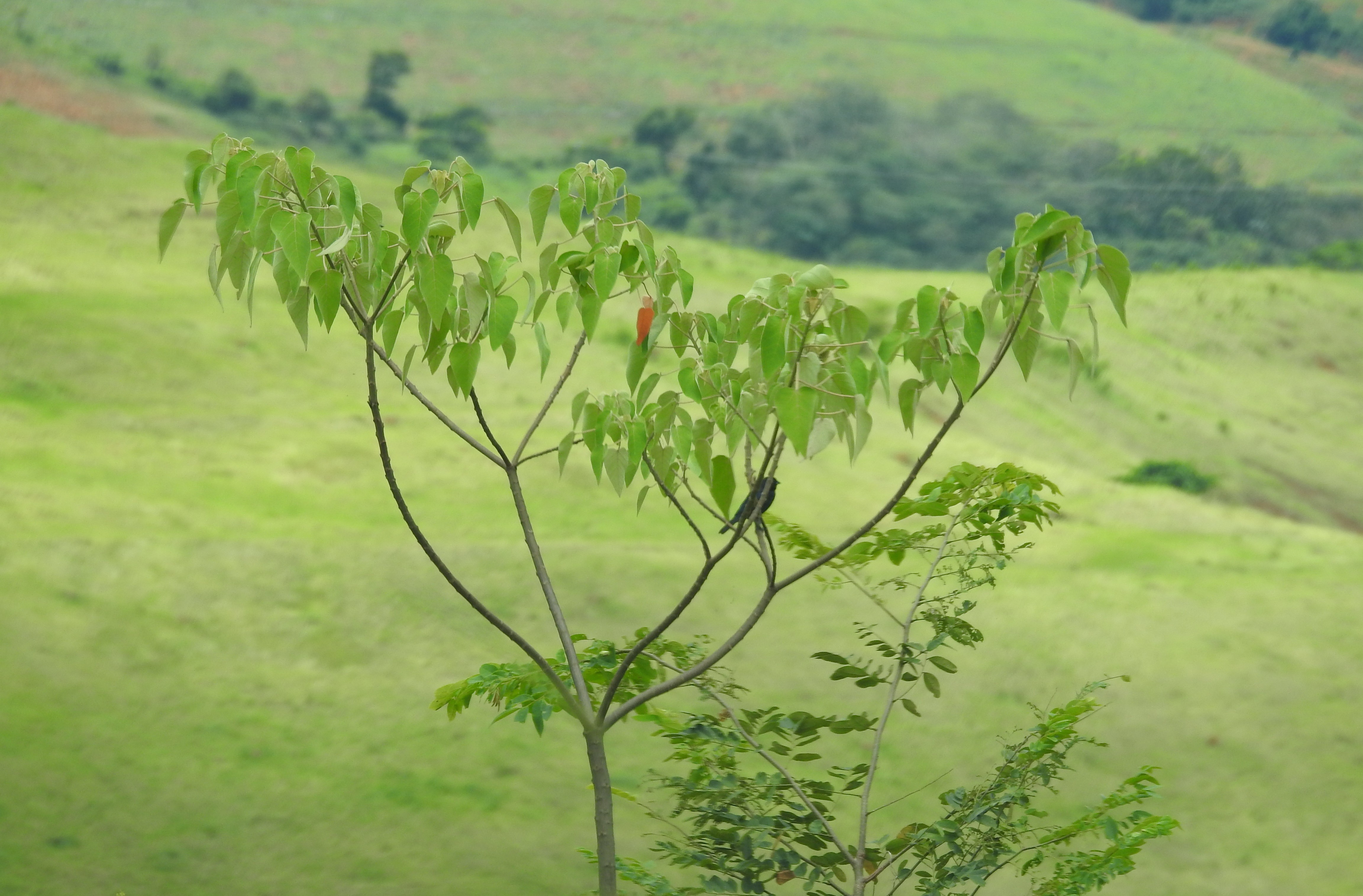 Mais de 90 mil mudas altas são plantadas em áreas de reflorestamento na Zona da Mata 