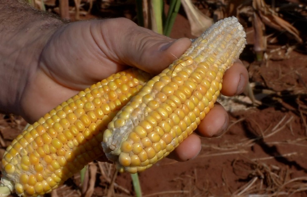 Agricultor mostra milho que nÃ£o se desenvolveu por causa da falta de chuva em Mato Grosso do Sul nesta temporada (Foto: TV Morena/ReproduÃ§Ã£o)