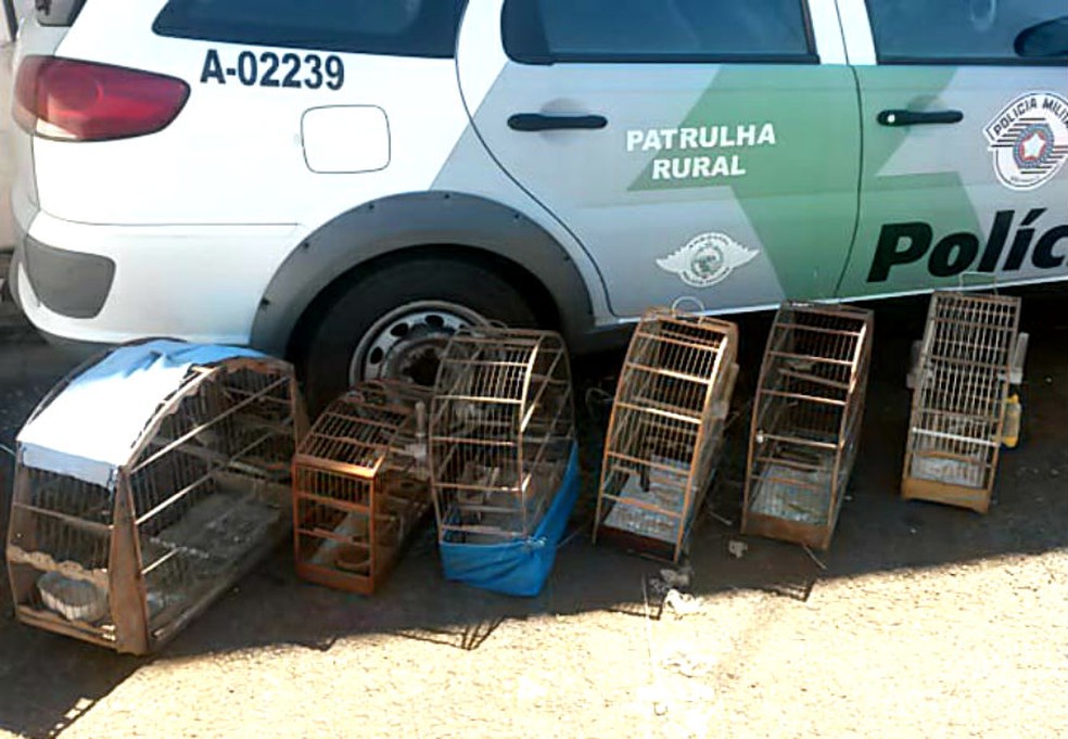 Os pássaros silvestres foram examinados e soltos em uma reserva ambiental — Foto: Polícia Ambiental/Divulgação