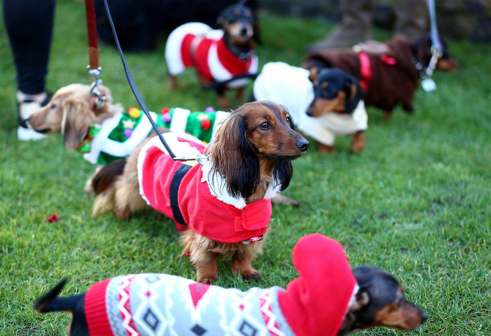 No Hyde Park, em Londres, uma 'caminhada festiva de cães salsicha' reúne dezenas de cachorros da raça Dachshund fantasiados com temática natalina — Foto: Hollie Adams/PA Wire via Reuters