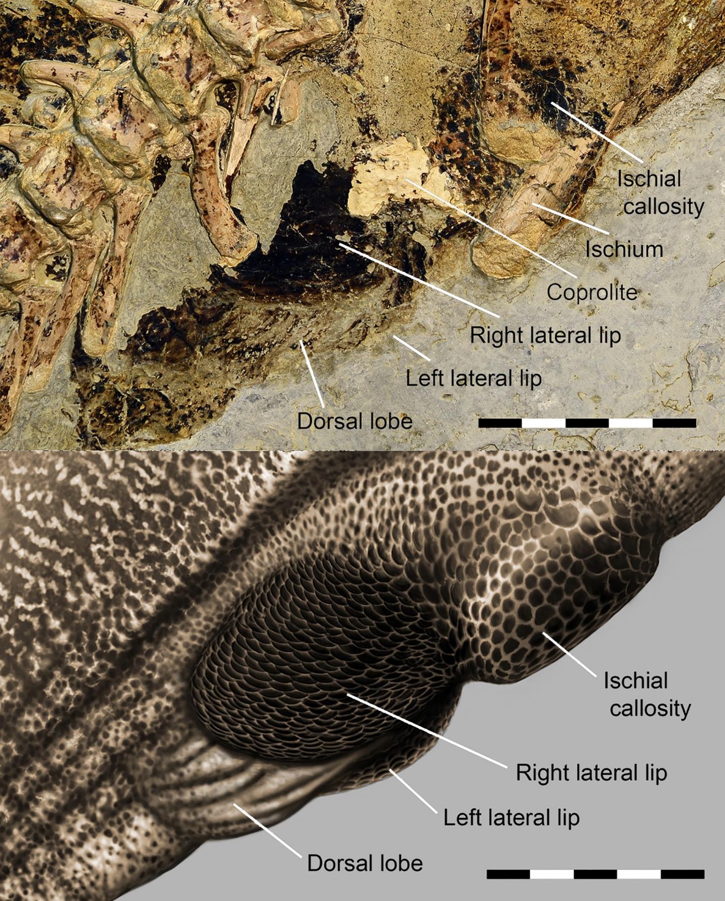 Características cloacales (Foto: Jacob Finther, Universidad de Bristol y Bob Nichols)