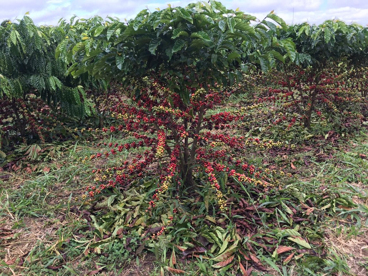 Projeto quer incentivar plantio do café e mudas são distribuídas para