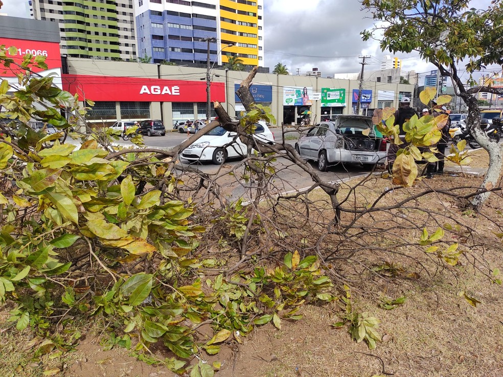 Carro derrubou árvore, em acidente na BR-101, nesta segunda-feira (14). — Foto: Lucas Cortez/Inter TV Cabugi