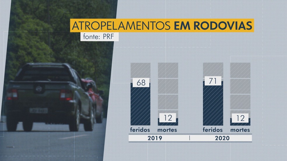 Número de atropelamentos em rodovias, de acordo com a PRF — Foto: TV Globo/Reprodução
