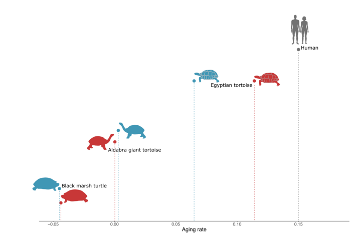 Taxa de envelhecimento comparada entre espécies de tartarugas e seres humanos (Foto: Roberto Díaz Sibaja/ Eurek)