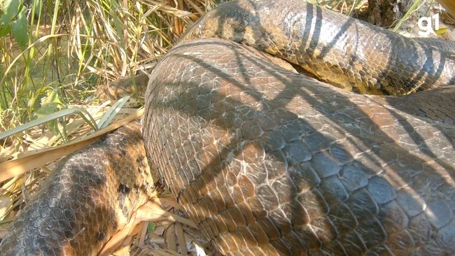 Sucuri gigante é flagrada entrando em rio de águas cristalinas em Bonito MS