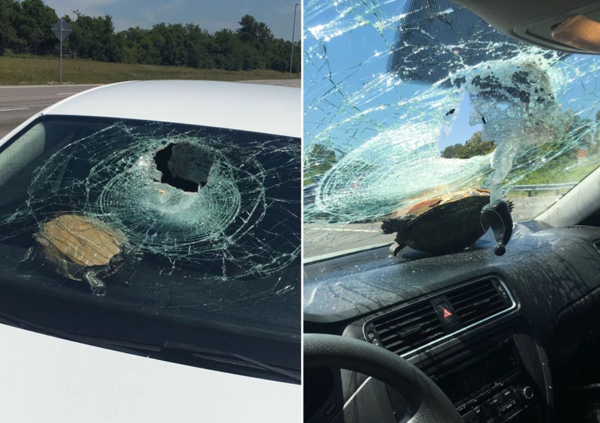 Tartaruga bate no para-brisa de carro e atinge  mulher de 71 anos na cabeça (Foto: Reprodução)