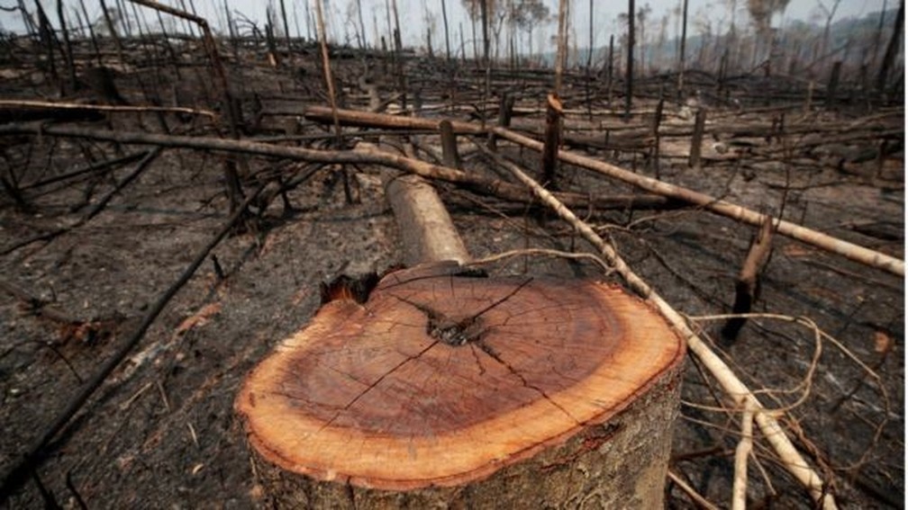 Sob governo Bolsonaro, desmatamento e queimadas na Amazônia aumentaram — Foto: Reuters