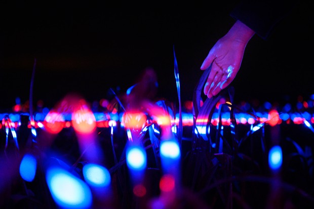 Estúdio faz show de luzes em plantação capaz de estimular crescimento da safra (Foto: Divulgação)