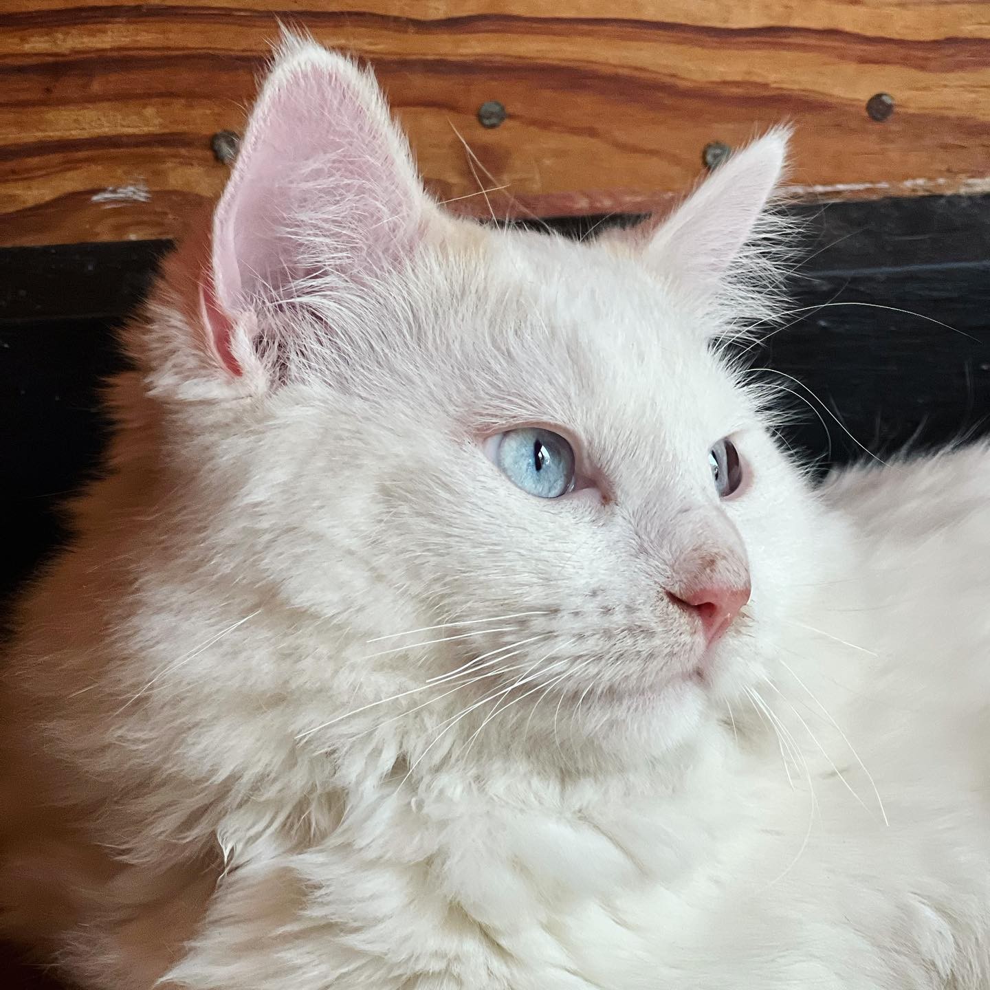 Belle, a gata geneticamente idêntica à Chai (Foto: Instagram/ @clonekitty/ Reprodução)