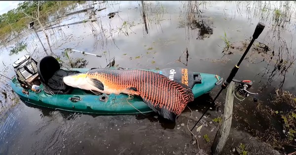 pescador que pegou pirarucu de 2 metros